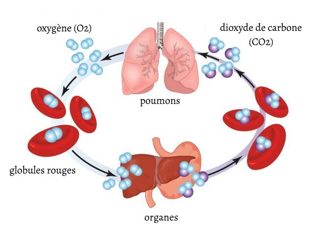échanges gazeux humain